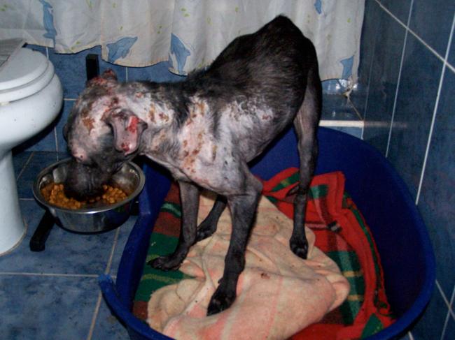 hoe Cleopatra binnen kwam.......